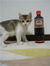 しょうゆうこと♪