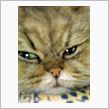 猫の勘定奉行