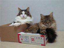 １２月１２日は　（＝＾ω＾＝）