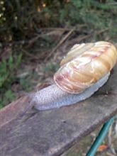 こりは流石に…