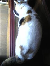 犬猿の仲ならぬ、猫鼠の仲？