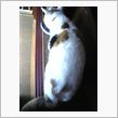 犬猿の仲ならぬ、猫鼠の仲？