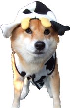 来年は丑年　うしさん登場？
