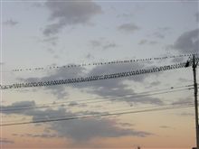 まるでヒッチコック