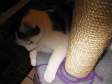 此方のセールス。