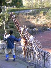 冬の動物園