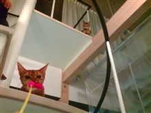またネコ