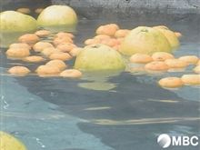 今日は冬至ですね。