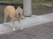 そんな目でみつめないで・・・
