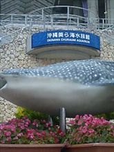 沖縄にいます