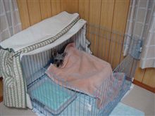 冬場は埋まって寝ます(-.-)Zzz