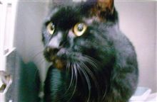 猫は外泊