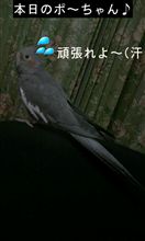 ごめんネ（汗