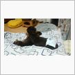 飼い犬に手を噛まれる？