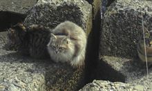 本物のエサ盗り？