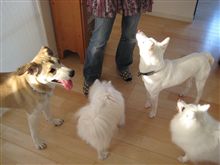 かみさんのわんこブログ友達とオフ会