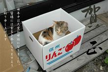 あけましてことよろ