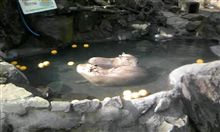 カピバラ。