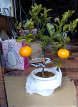 甘夏みかんの鉢植え～♪
