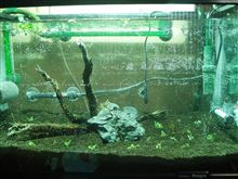 エビ水槽　新規立上げ
