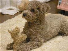 ココアの友達