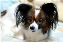 ブサイク犬