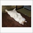 おやすみなさいｚｚｚｚ