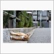 ( &#180;_ゝ`)ﾉ　ｵﾊﾖｯｽ 