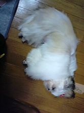とうとうキテしまいました