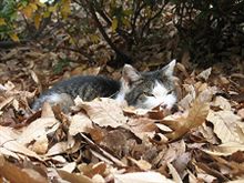 野良猫