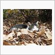 野良猫