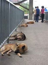 野良犬