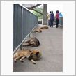野良犬