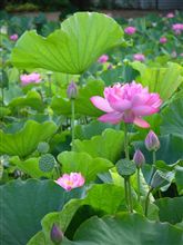 「極楽浄土」座談会