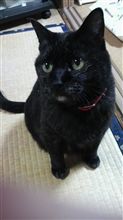 おにゅーなケータイ