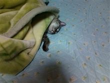 寝込んでみた