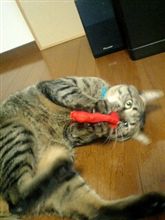 戯れる猫(*^^)v