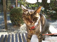 我輩は猫である・・・年齢は今年で17歳である