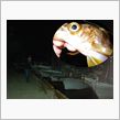 春告げ魚