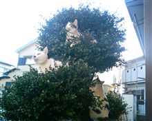 猫のなる木 猫のなる木