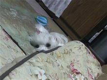 ウチのワンコ3