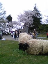 ひつじおじさん