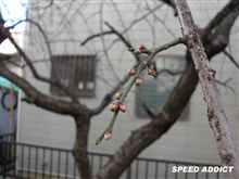 大分　色づいてきました