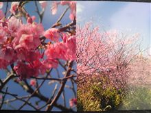 河津桜(/ωﾟ＼)