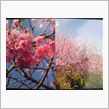 河津桜(/ωﾟ＼)