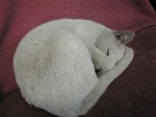 まったく意味無く猫の姿を一つ(=&#180;∇｀=)