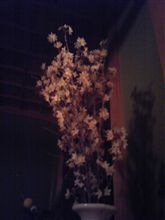 夜桜満開