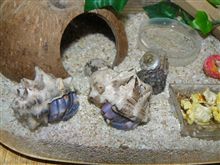 オカヤドカリ君