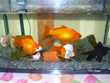 金魚ちゃん