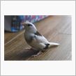 鳥